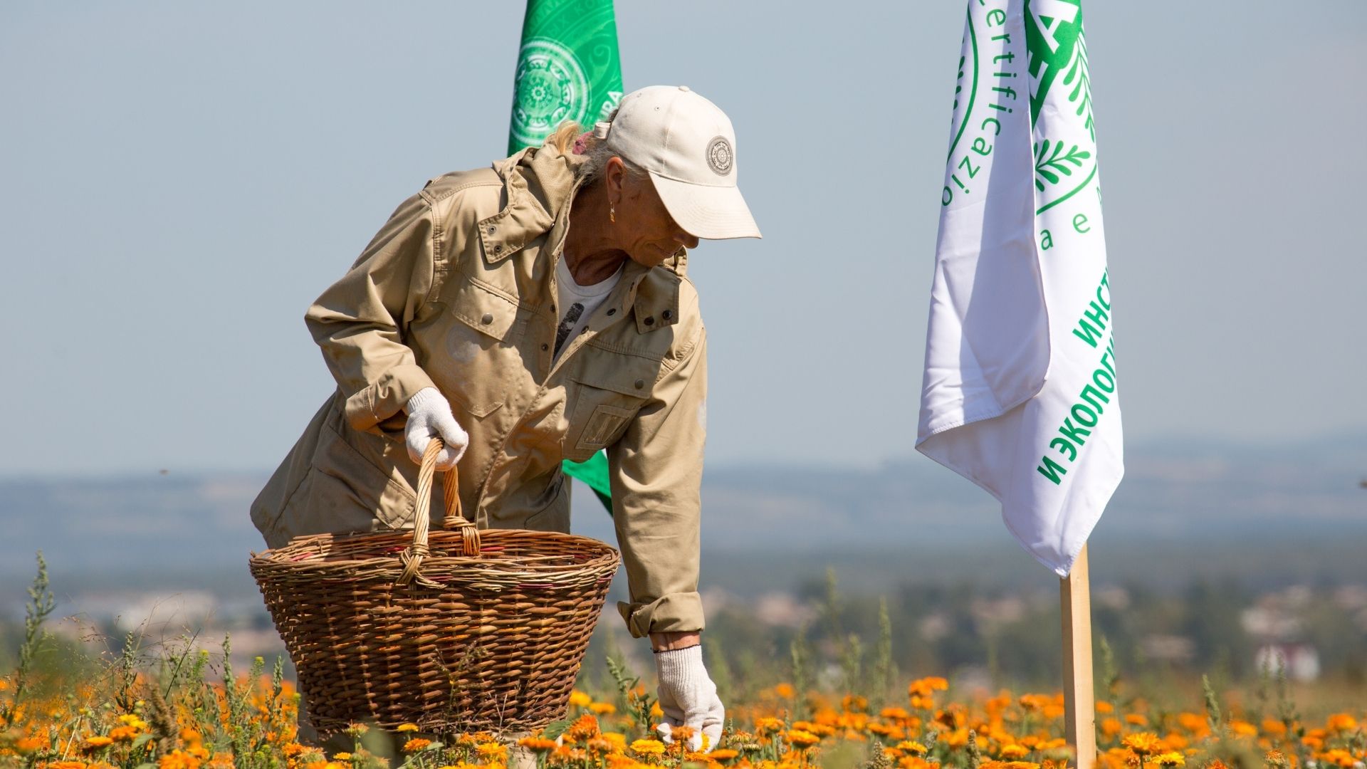Natura Siberica: Wild Harvesting