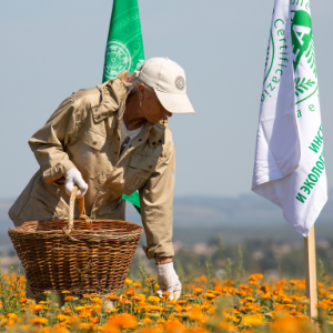 Natura Siberica: Wild Harvesting