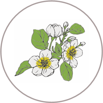 Meadowfoam Seed Oil