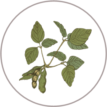 Olive Oleic Acid
