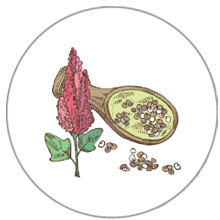 Quinoa